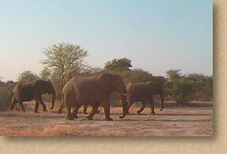 Elephant. The MalaMala CyberDiary -  24 June 1998. Game drives, sightings of leopard, lion, impala, elephant, antelope, predators, birds. Africa's most popular wildlife destination in Mpumalanga, South Africa. A perfect place to be for adventure, game viewing, an exciting safari. Best accommodation and service. Luxury lodge, camp. Drives in open 4X4 vehicles. Harry's Camp, Kirkman's Kamp.